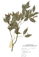 藏品(羊蹄基樹)的圖片